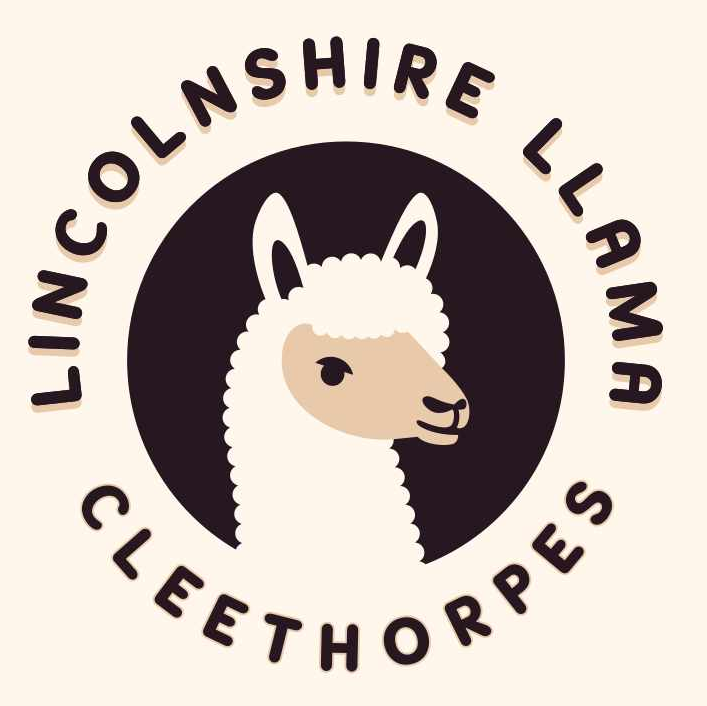 Lincolnshire Llama